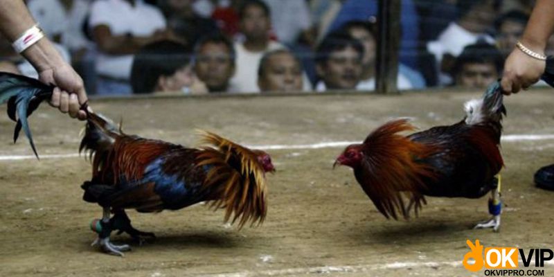 Chọi gà Thomo có quy trình tổ chức chuyên nghiệp và rõ ràng