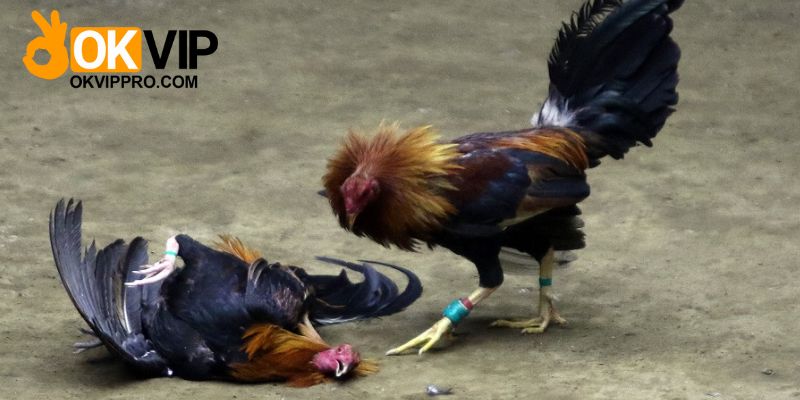 Cách xác định thắng thua trong đá gà Thomo trực tiếp