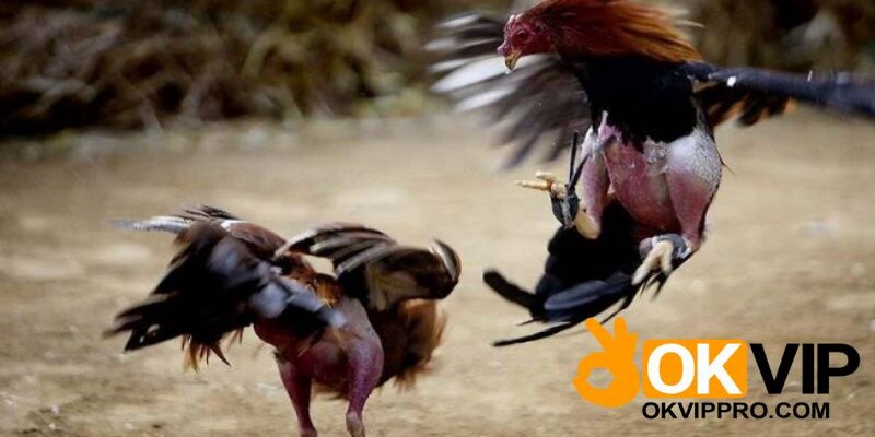 Loại hình đá gà trực tiếp rất được yêu thích