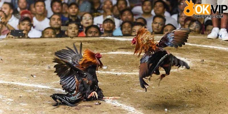 Tìm hiểu thông tin các chiến kê